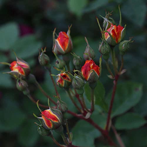 Climbing Rose Plant Orange and Yellow Live Plant W9349