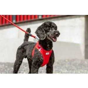 Stretch Comfort Leash C2996