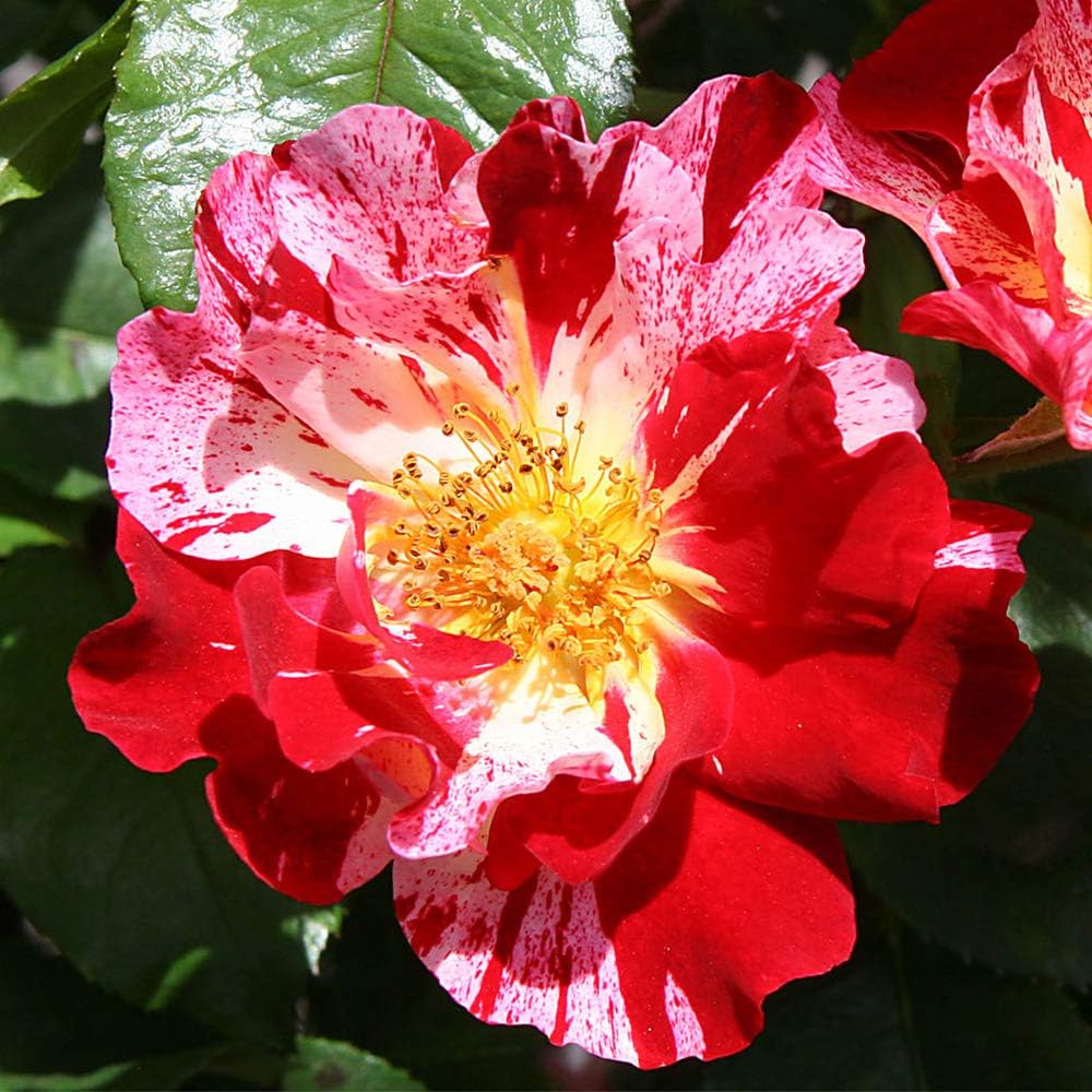 Red and White Climbing Rose Bush G594