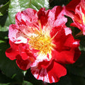 Red and White Climbing Rose Bush G594