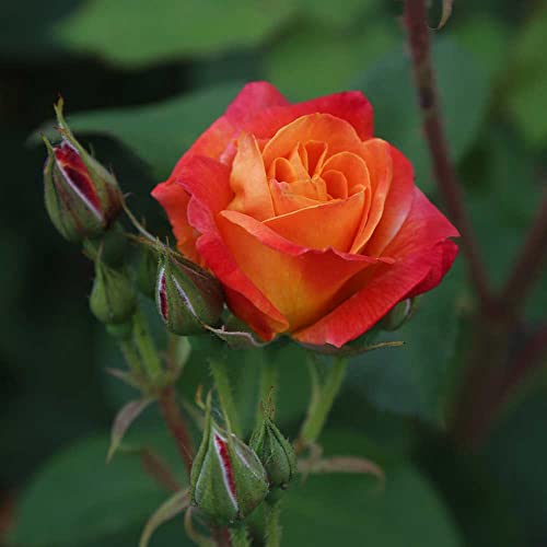 Climbing Rose Plant Orange and Yellow Live Plant W9349