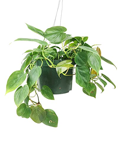 Philodendron Cordatum (4"/6" Pot) Houseplants S101