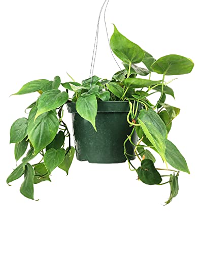 Philodendron Cordatum (4"/6" Pot) Houseplants S101