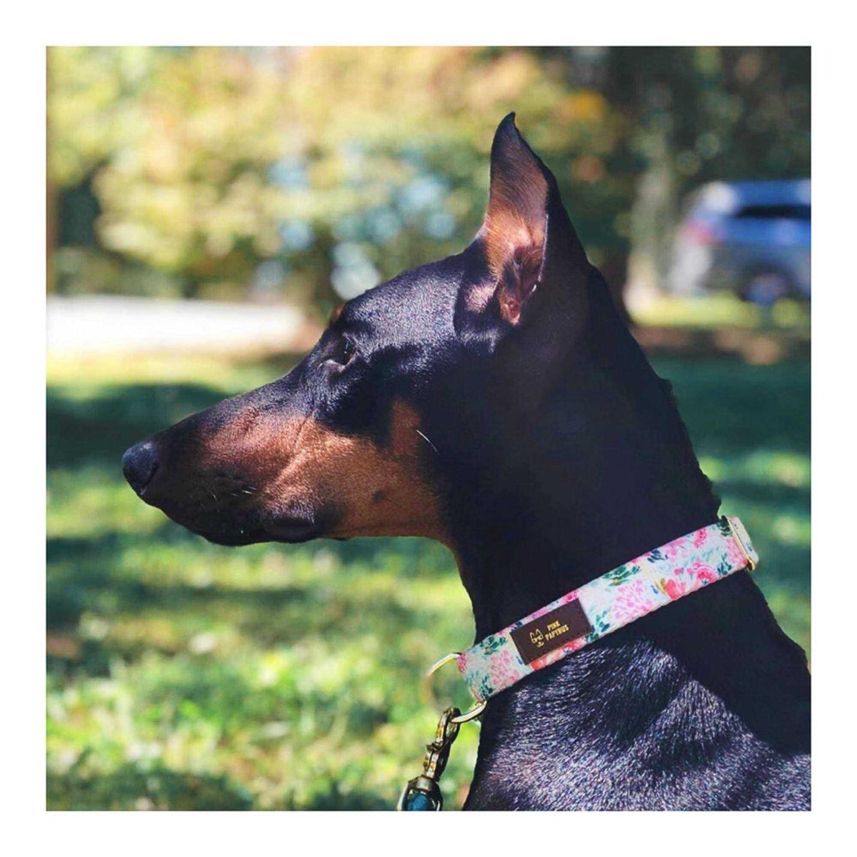 Pink Collar Q35291