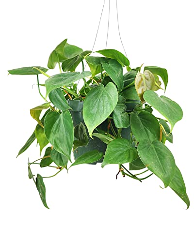 Philodendron Cordatum (4"/6" Pot) Houseplants S101