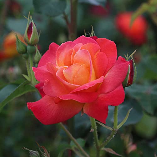 Climbing Rose Plant Orange and Yellow Live Plant W9349
