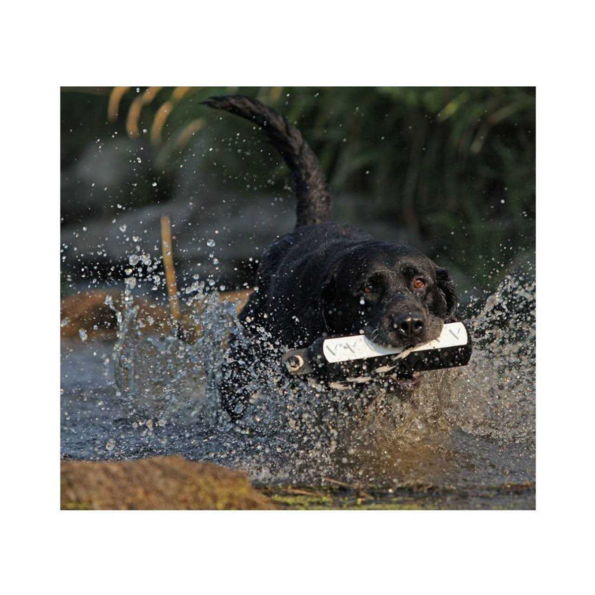Pet Supplies F727726