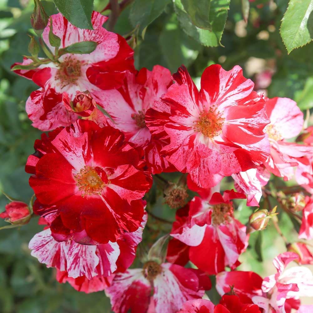 Red and White Climbing Rose Bush G594
