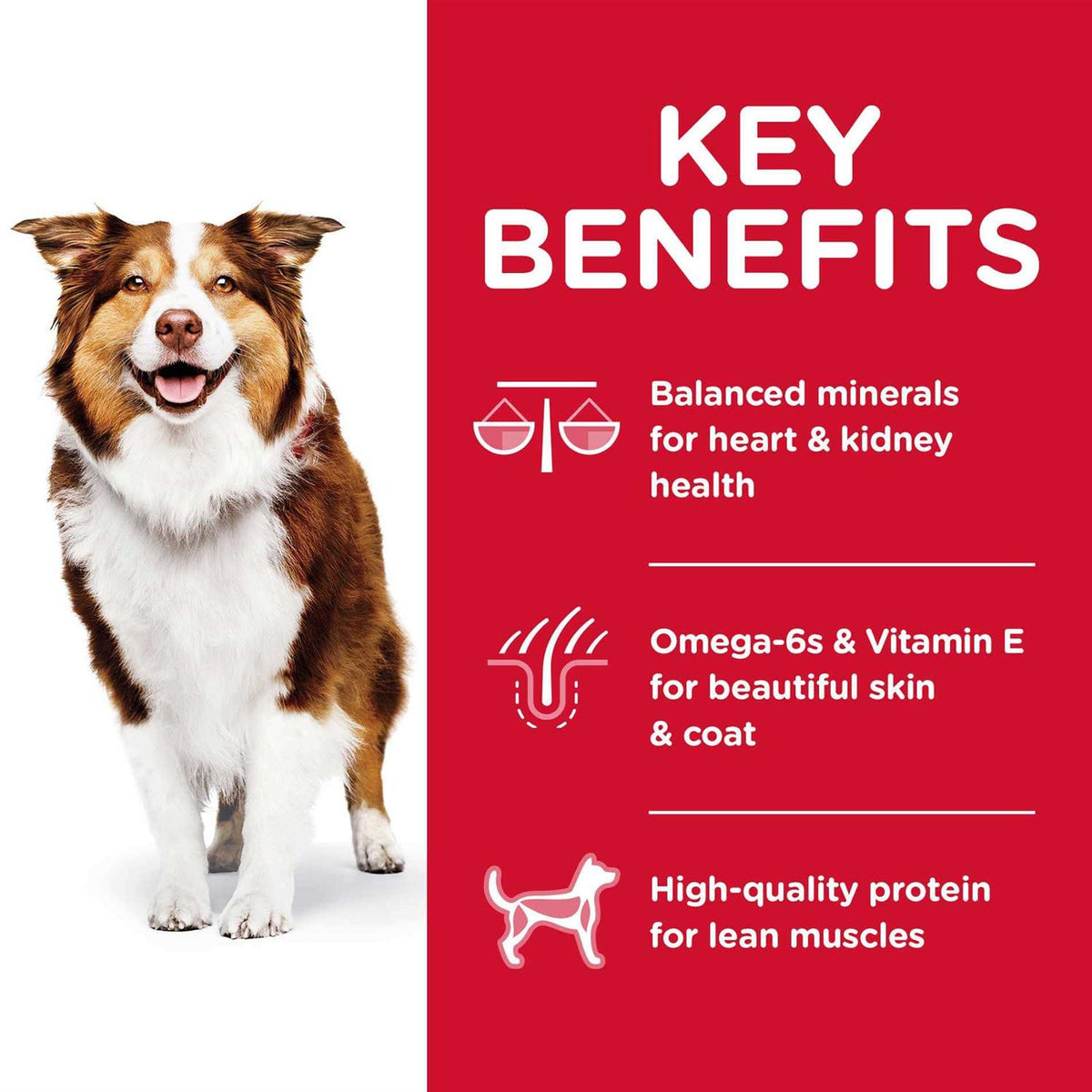 Chicken Adult 7+ Dog Food P618674