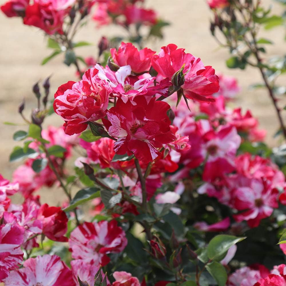 Red and White Climbing Rose Bush G594