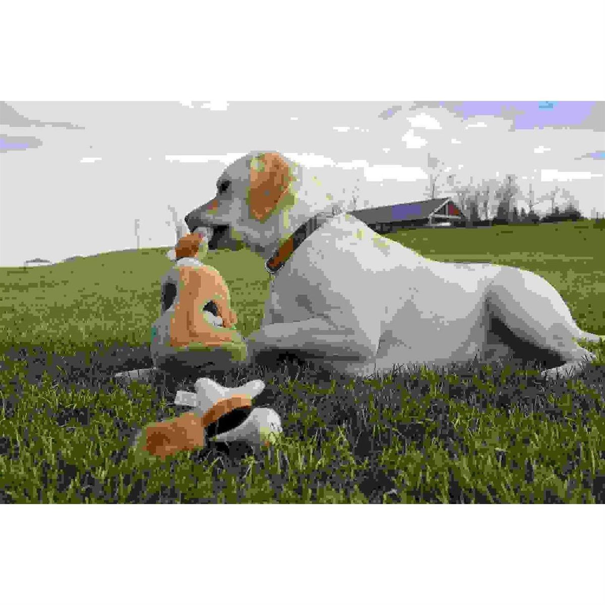 Hide A Squirrel Dog Toy H7390