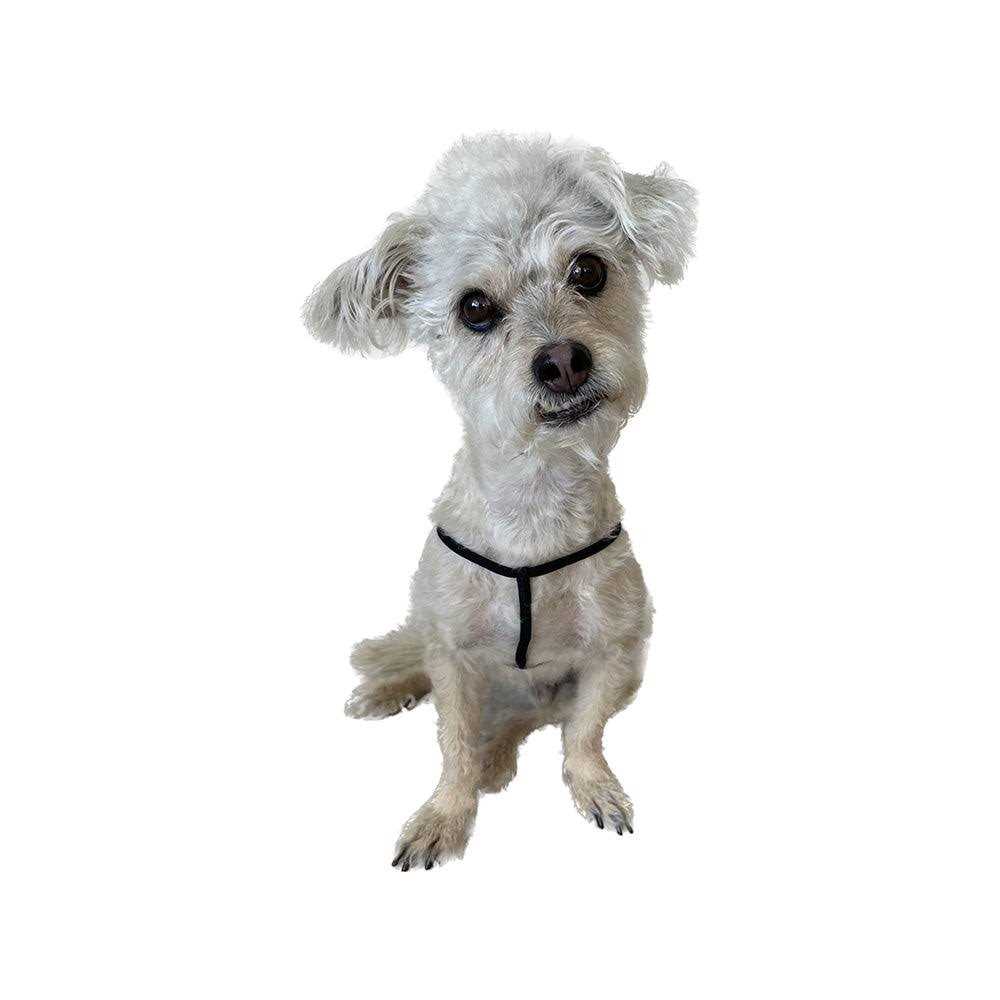 Step-In Harness for Small Pets L29397