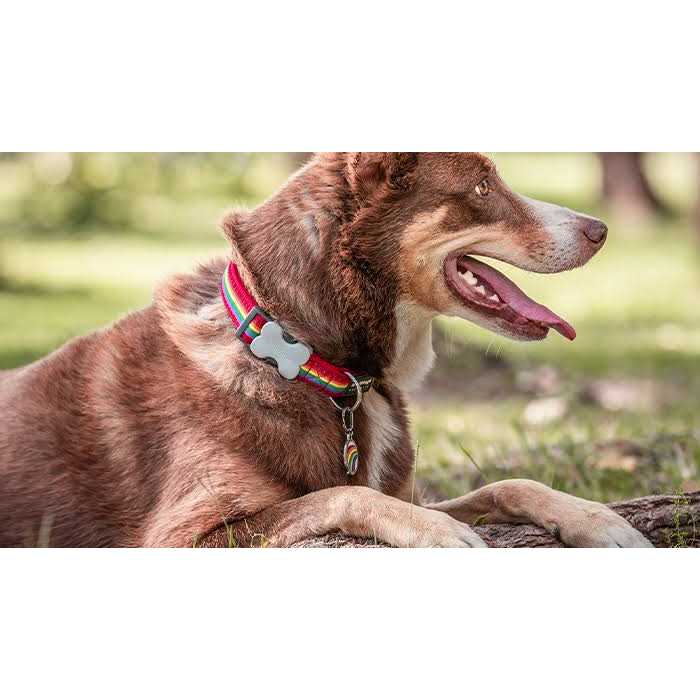 Enamel Stainless Steel Dog ID Tag Y227221