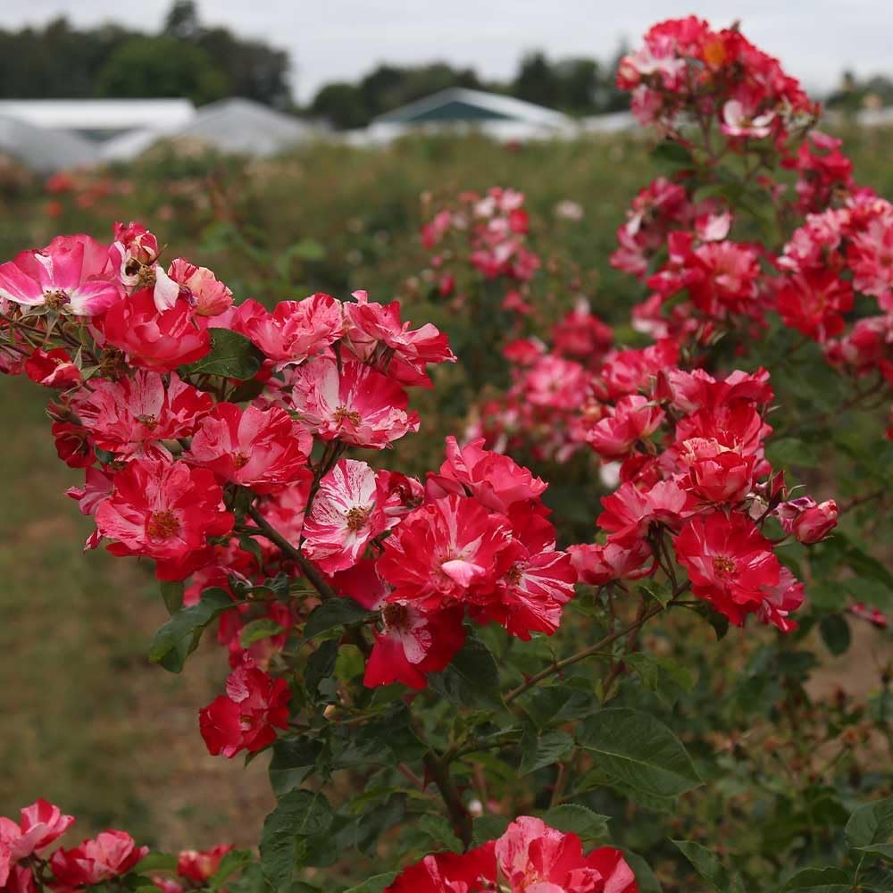 Red and White Climbing Rose Bush G594