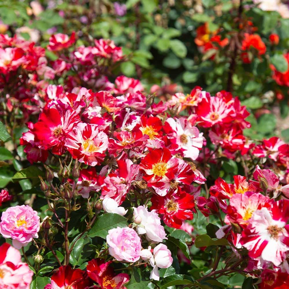 Red and White Climbing Rose Bush G594