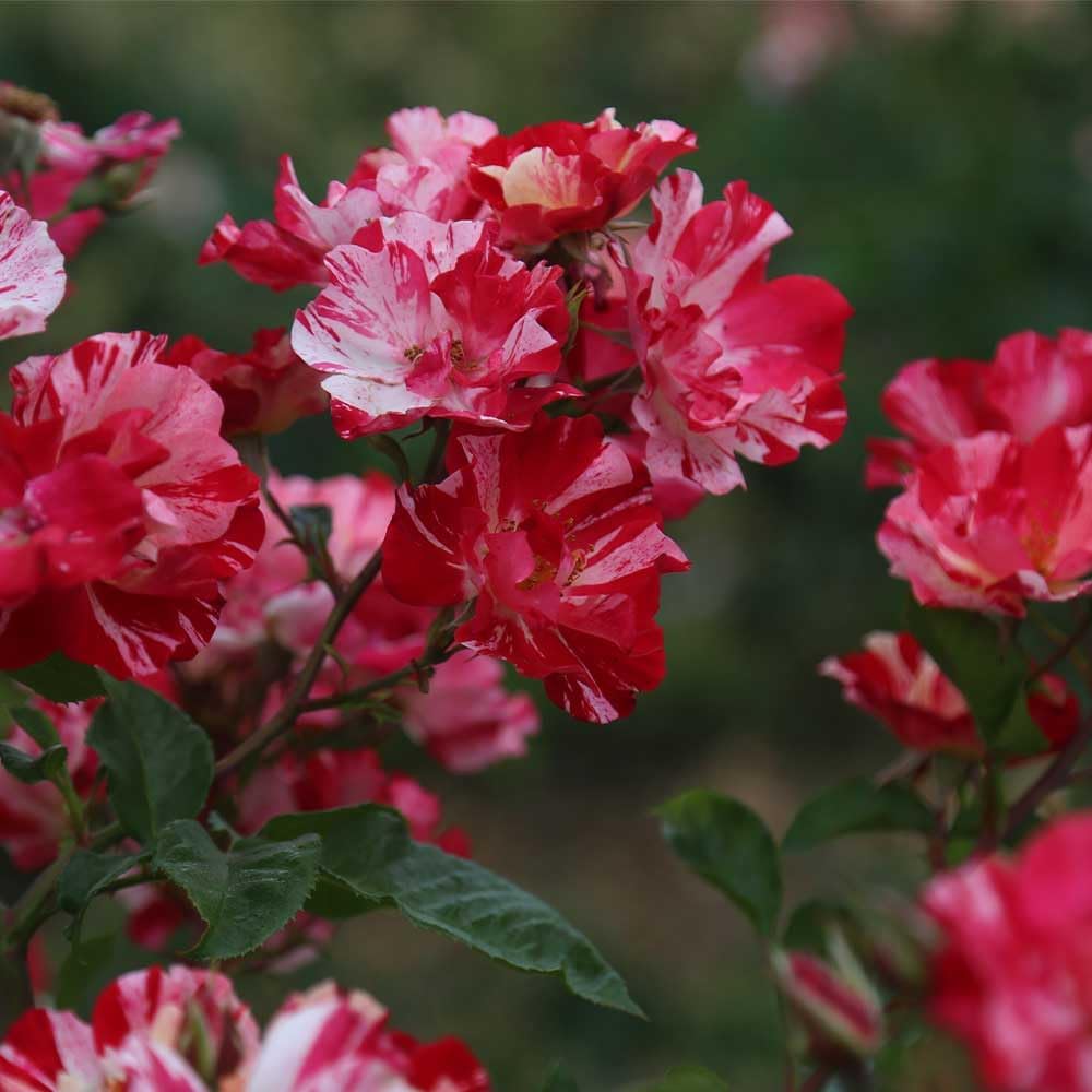 Red and White Climbing Rose Bush G594