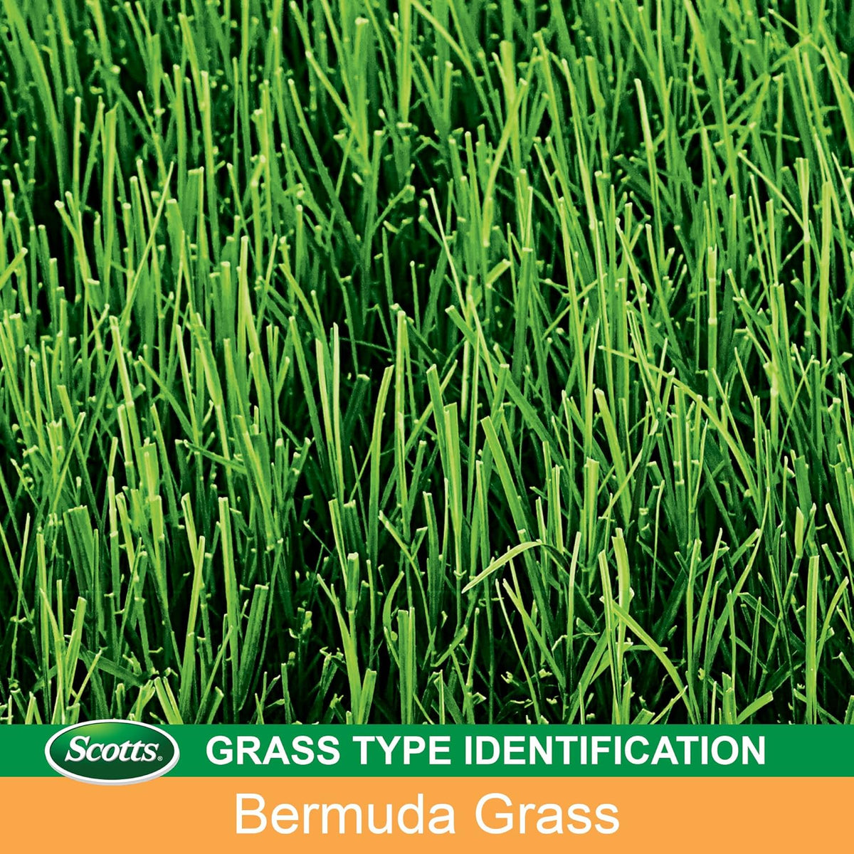 5 lbs. Bermudagrass Grass Seed L3478