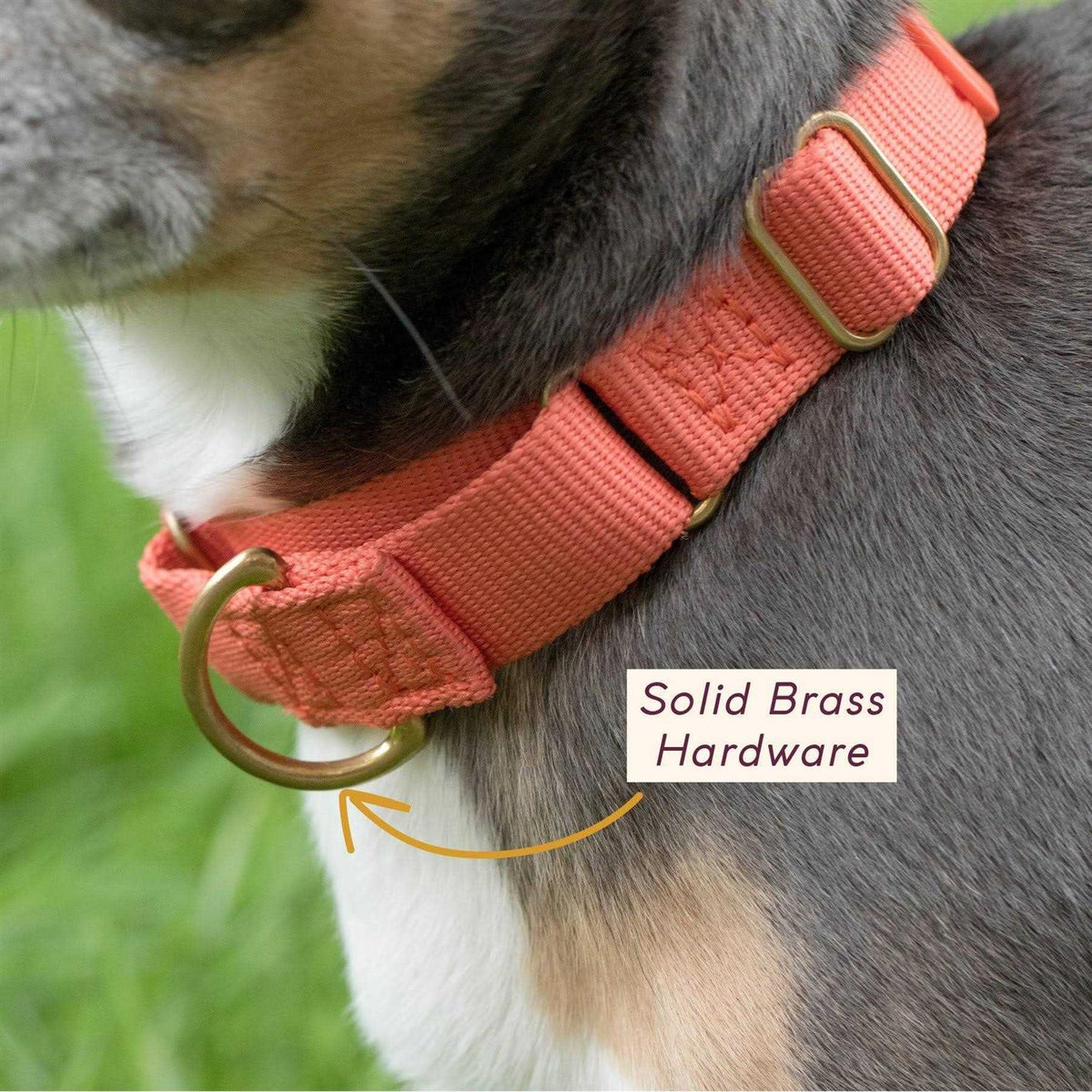 Martingale Dog Collar G157394