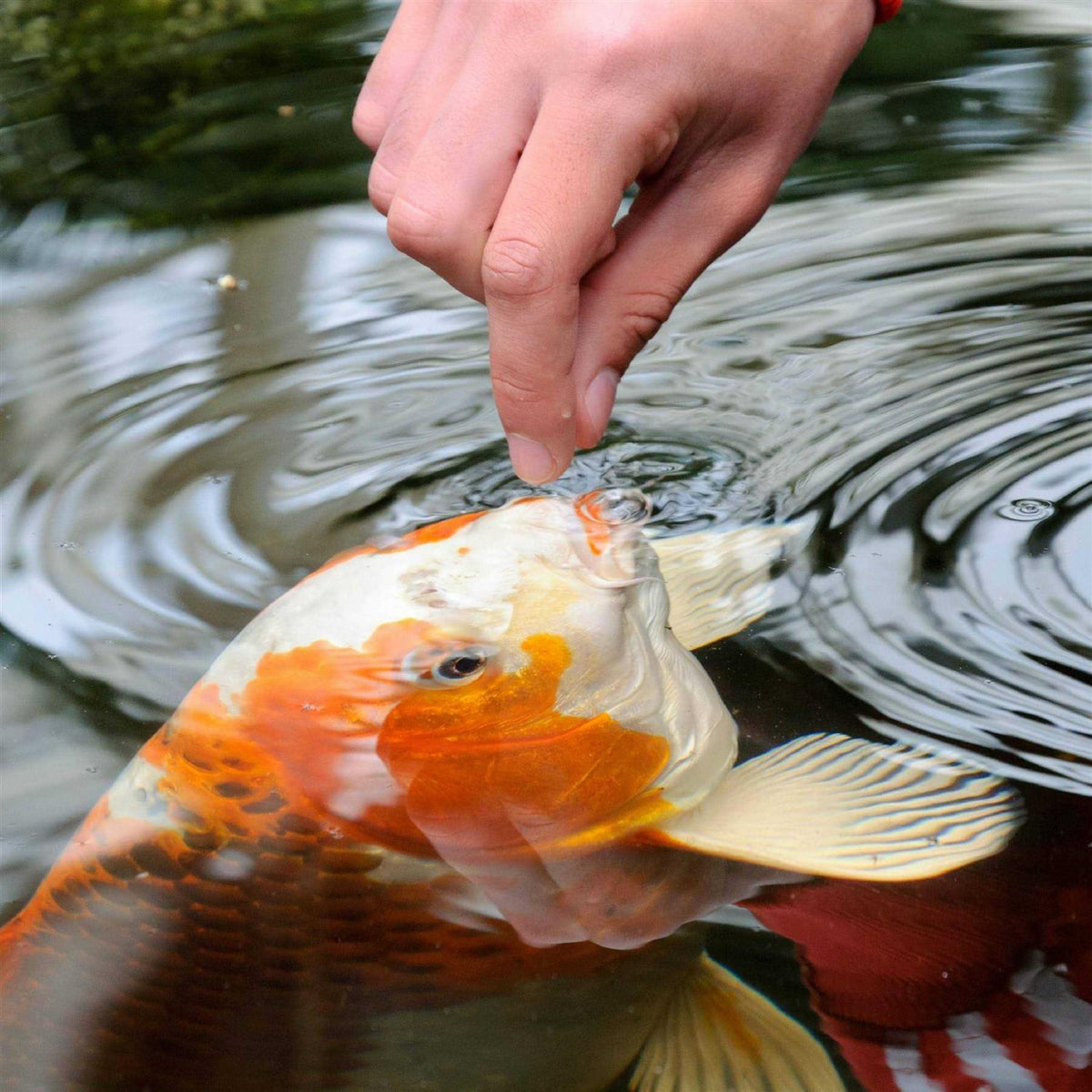 Goldfish & Koi Food G249345