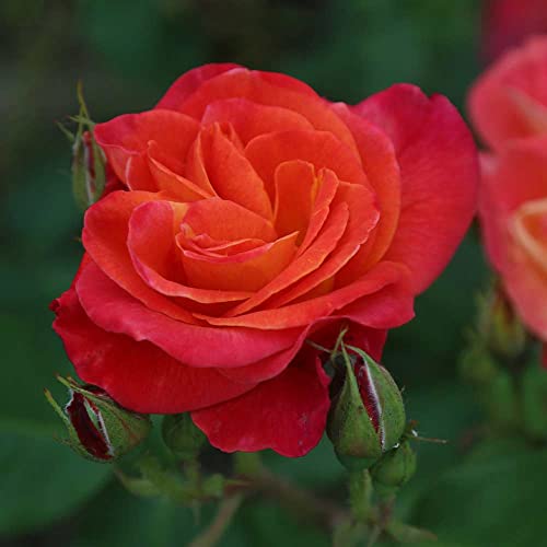 Climbing Rose Plant Orange and Yellow Live Plant W9349
