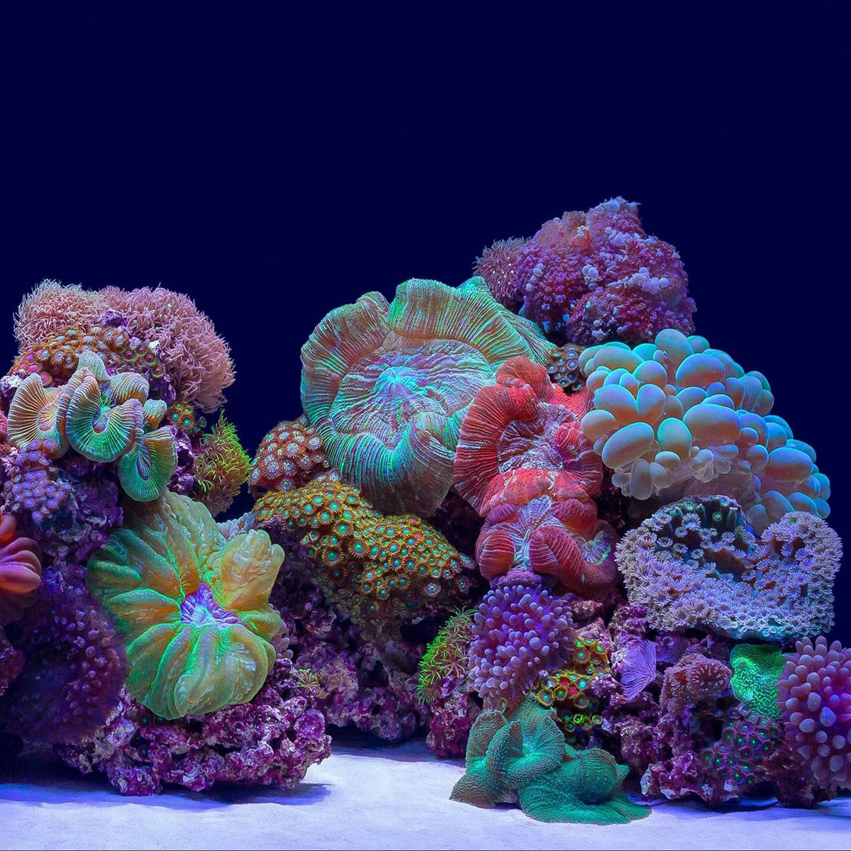 River Rock/Coral Bliss Background B31168