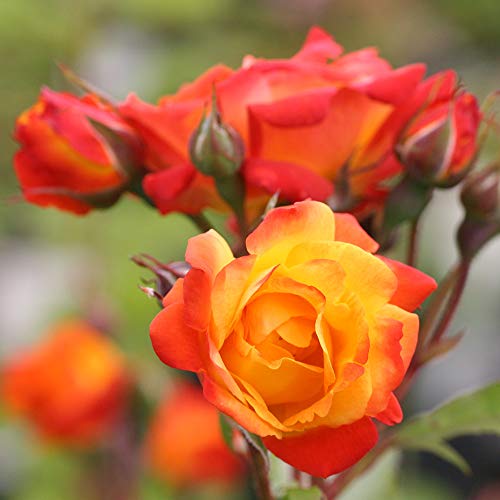 Climbing Rose Plant Orange and Yellow Live Plant W9349