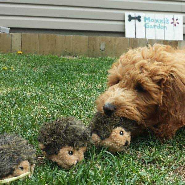Dog Toys K941796