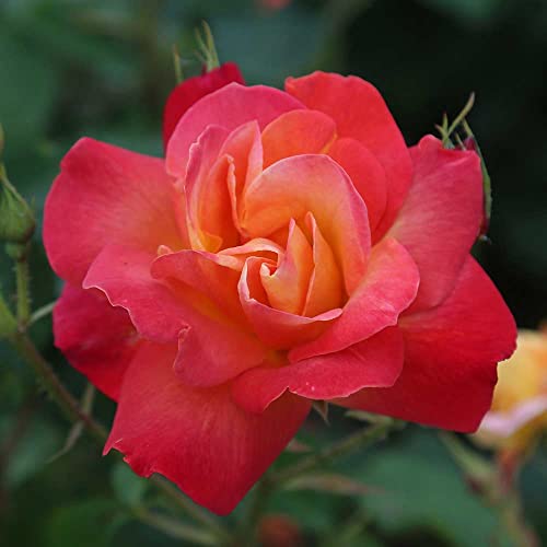 Climbing Rose Plant Orange and Yellow Live Plant W9349
