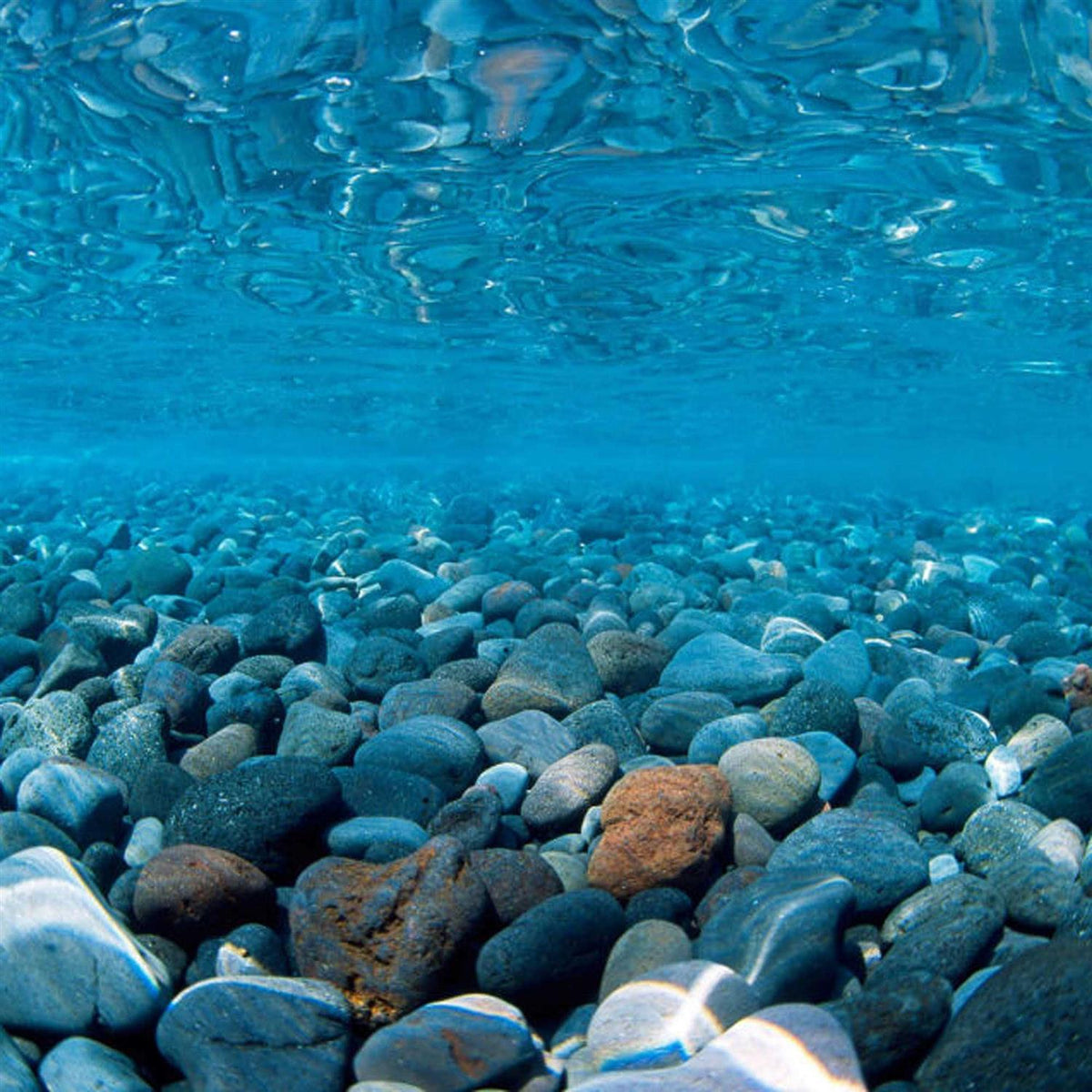 River Rock/Coral Bliss Background B31168