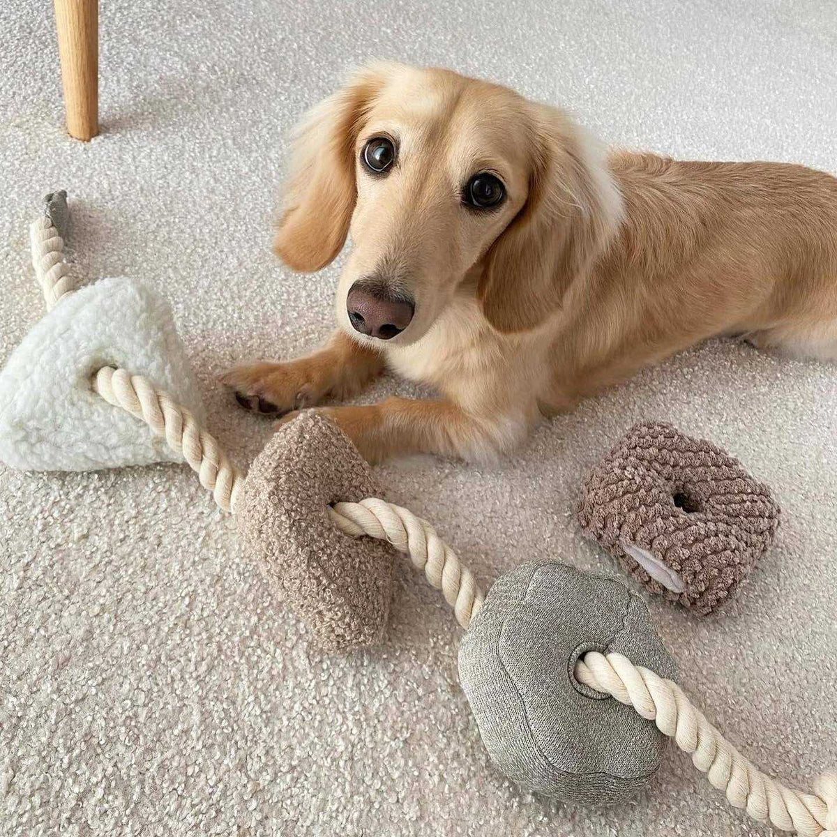 Enrichment Dog Toy B23778