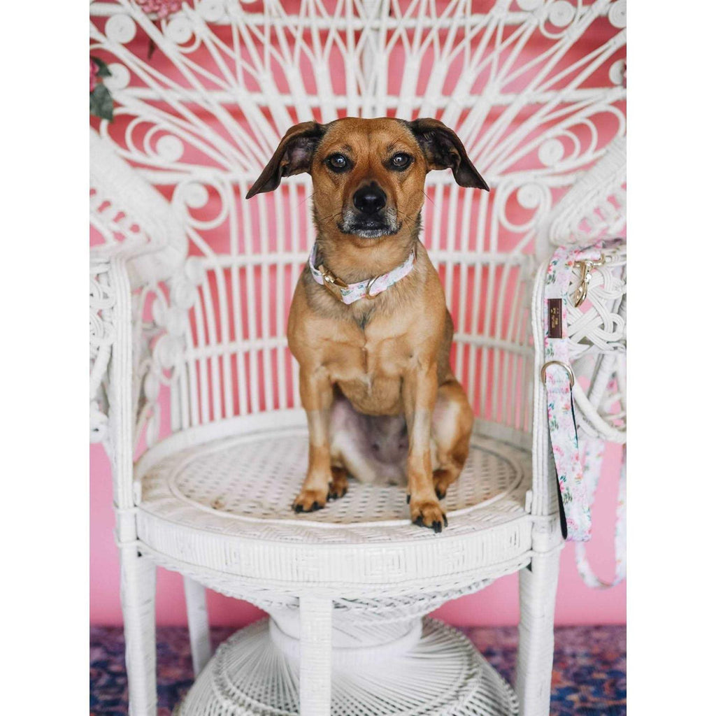 Pink Collar Q35291
