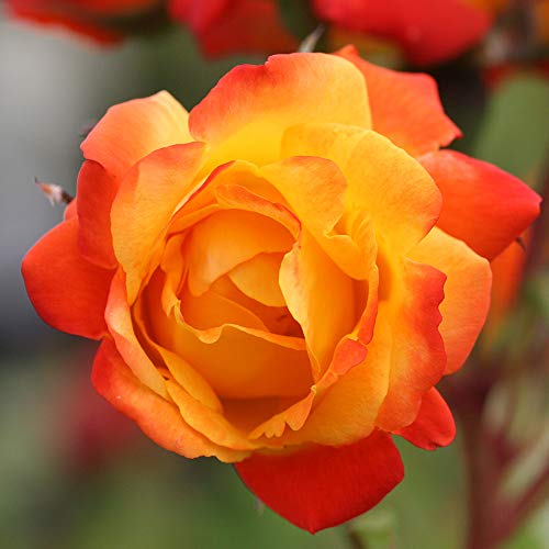 Climbing Rose Plant Orange and Yellow Live Plant W9349