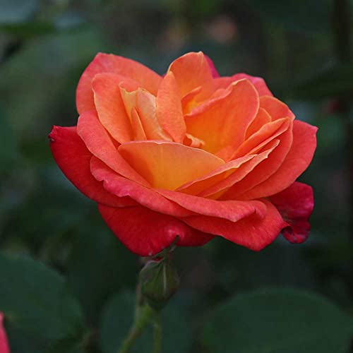 Climbing Rose Plant Orange and Yellow Live Plant W9349